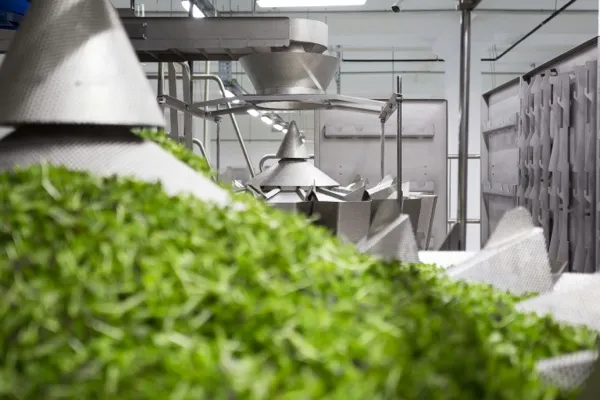 Botanical ingredients on production line